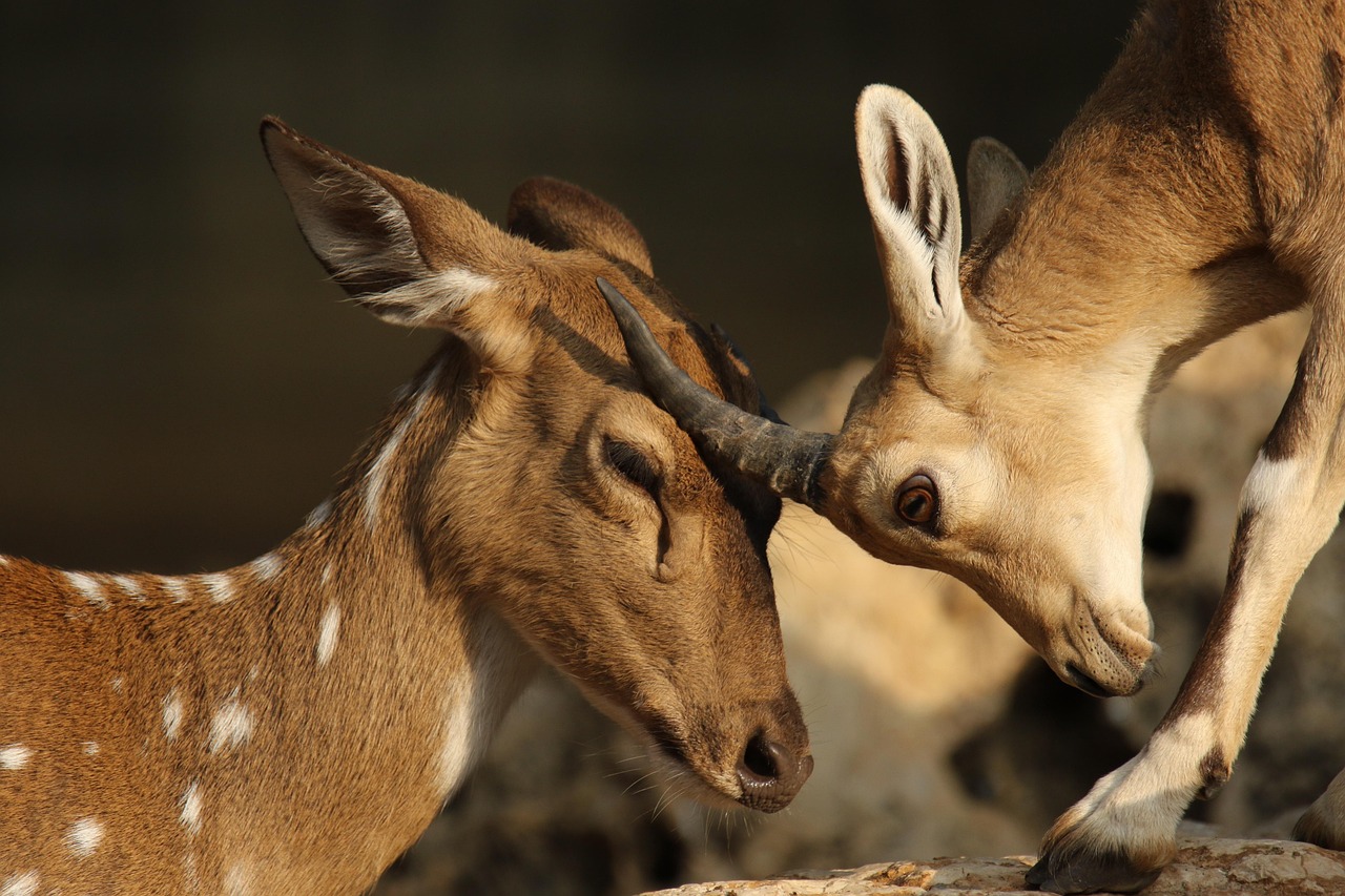 deer, gazelle, rubbing, heads, affection, gazelle, gazelle, gazelle, gazelle, gazelle
