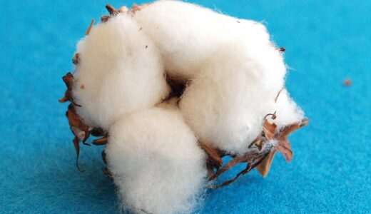 cotton, cotton blossom, wool, white flower, cotton, cotton, cotton, cotton, cotton