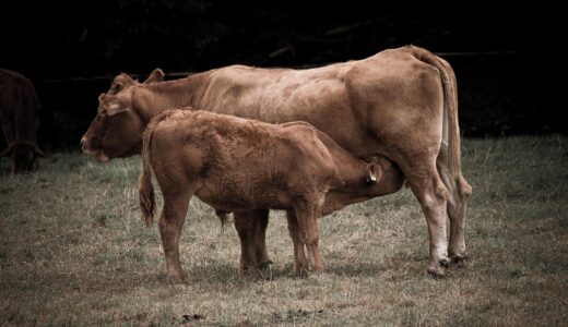 cow, bovine, calf, suckle, mammal, nature, pasture, agriculture, farm yard, cow, cow, cow, cow, cow