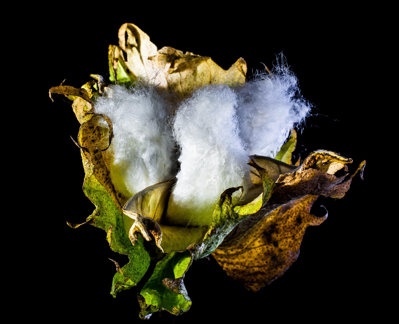 cotton capsule, cotton, nature, shrub cotton, plant