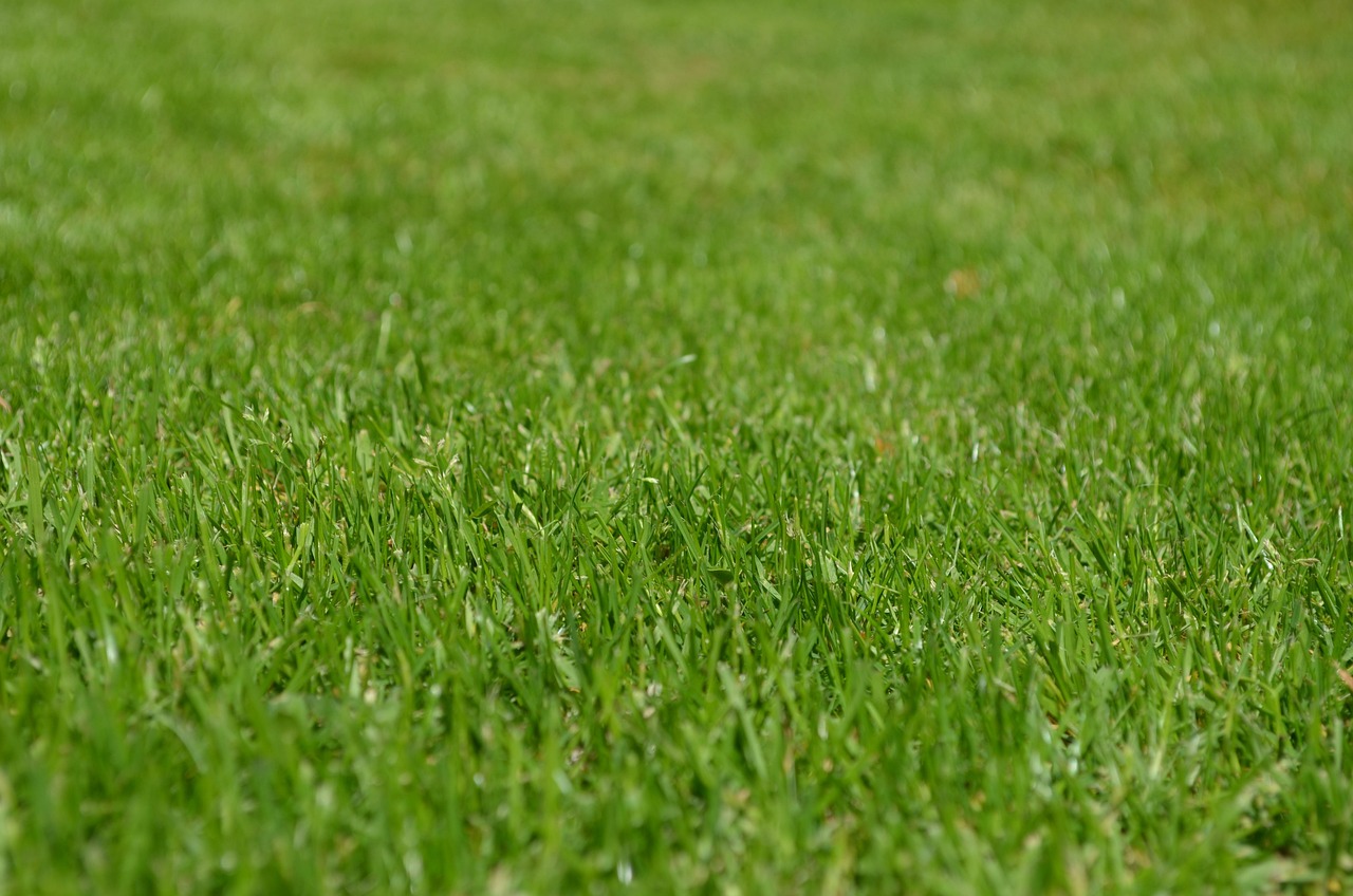 grasses, lawn, garden, ornamental grasses, greenery, meadow, yard, english lawn, nature, lawn, lawn, lawn, lawn, lawn, garden, yard, yard, yard, yard