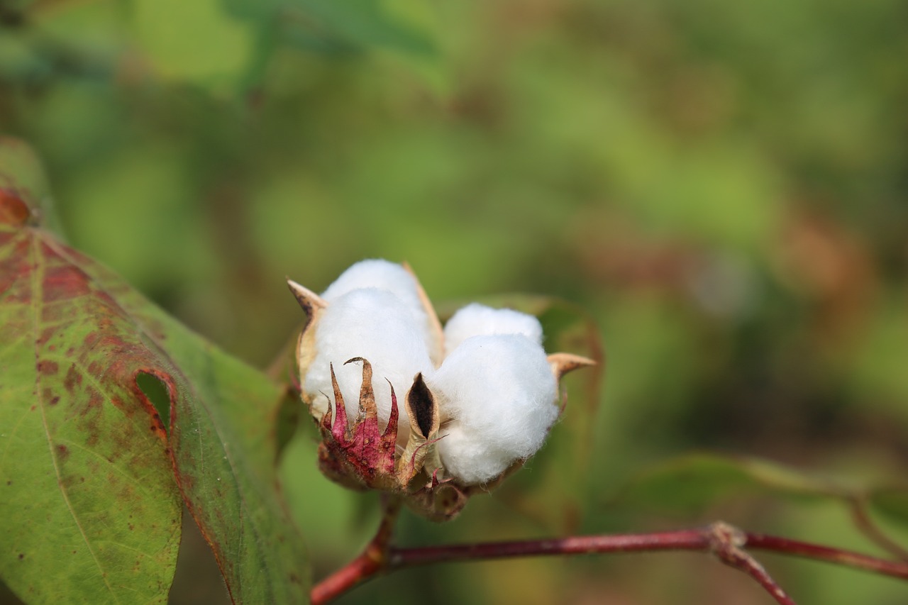 cotton flower, agriculture, farming, cotton farm, nature, plant, cotton plant