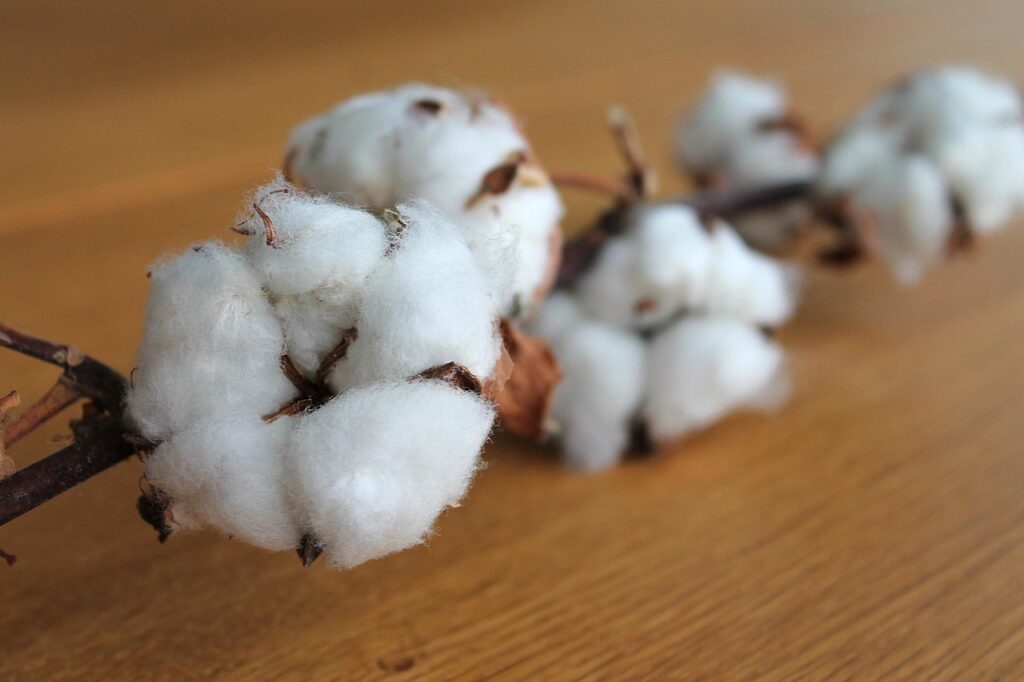 cotton branch, nature, cotton, plant, branch, white