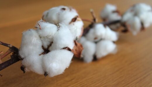 cotton branch, nature, cotton, plant, branch, white