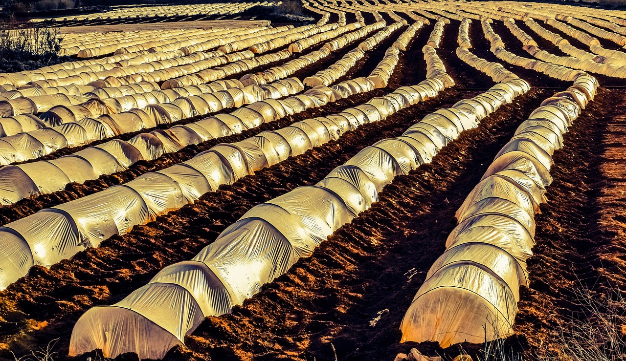 farm, agriculture, field, rows, nylon, countryside, agricultural, greenhouse, farm, agriculture, agriculture, agriculture, nylon, agricultural, greenhouse, greenhouse, greenhouse, greenhouse, greenhouse