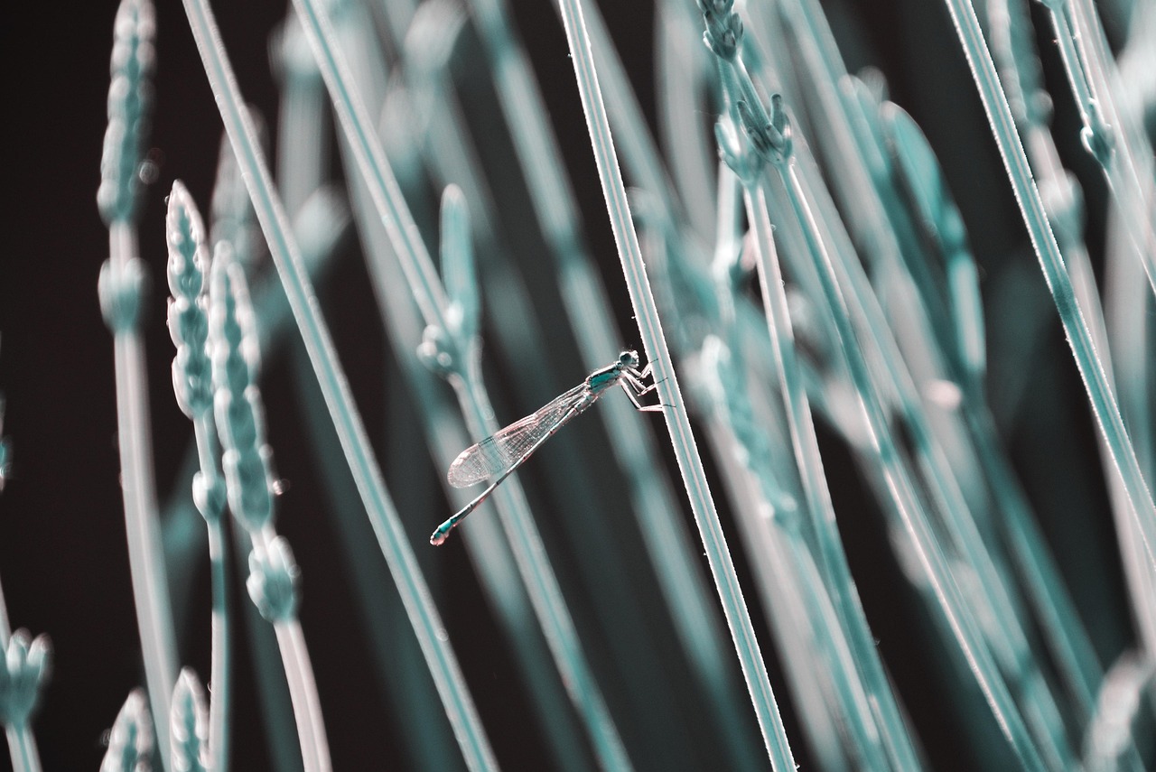 grass, hideout, dragonfly, translucent, fiberglass, backlight, holding on, shelter, nature, fiberglass, fiberglass, fiberglass, fiberglass, fiberglass
