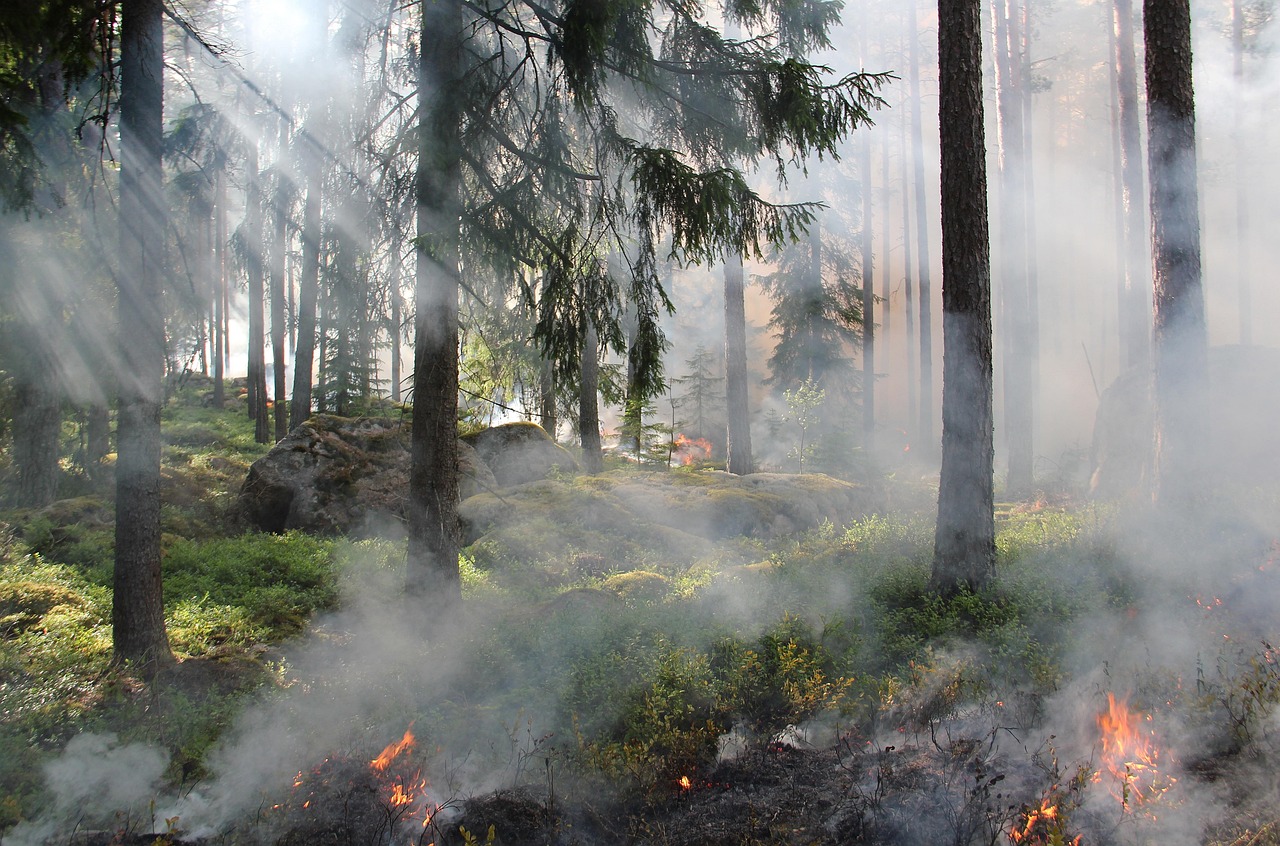 the ugly swamp, nature reserve, burning, fire, nature, smoke, nature conservation burning, sweden, ash, forest fire, hot, forest, tree, nature conservation