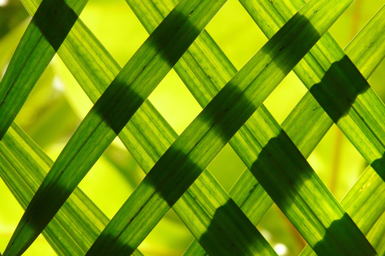 leaves, wallpaper 4k, beautiful nature, grass, woven, 4k wallpaper 1920x1080, green, hd wallpaper, wallpaper hd, plant, beautiful wallpaper, full hd wallpaper, flora, free background, mac wallpaper, floral background, nature, nature wallpaper, nature background, pattern, laptop wallpaper, texture, background, cool backgrounds, 4k wallpaper, desktop backgrounds, windows wallpaper, free wallpaper, wallpaper
