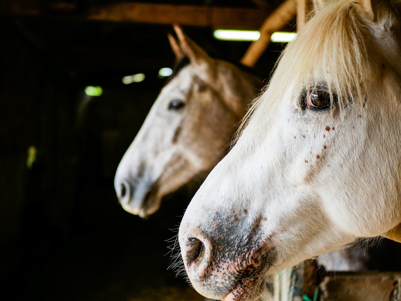 horses, portrait, mane, head, nature, standard, white, animals