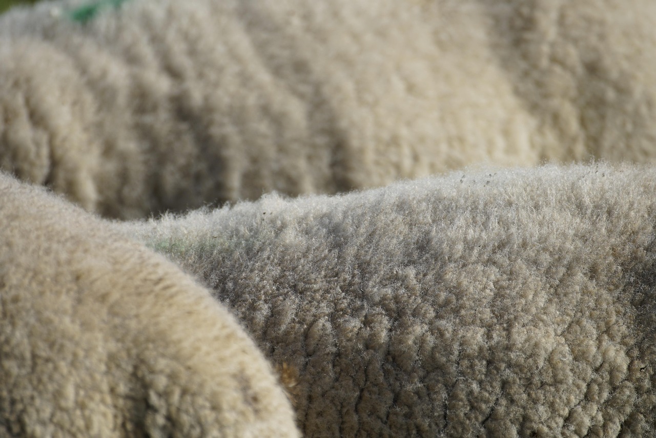 wool, sheep, white, animal, nature, livestock