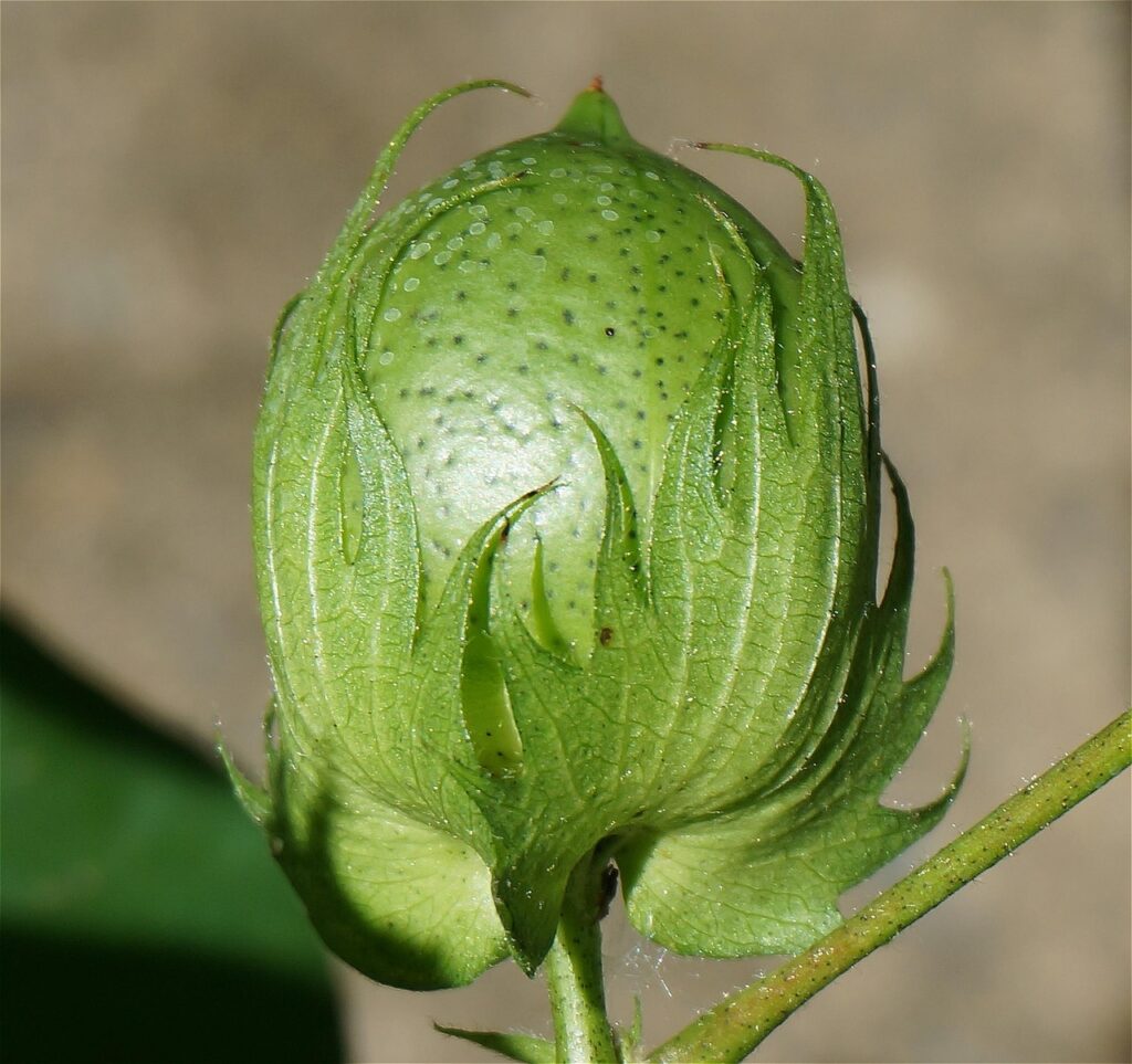 ripening cotton boll, cotton boll, cotton, seed, plant, green, nature, organic, cotton boll, cotton boll, cotton boll, cotton boll, cotton boll, cotton, cotton, cotton, cotton
