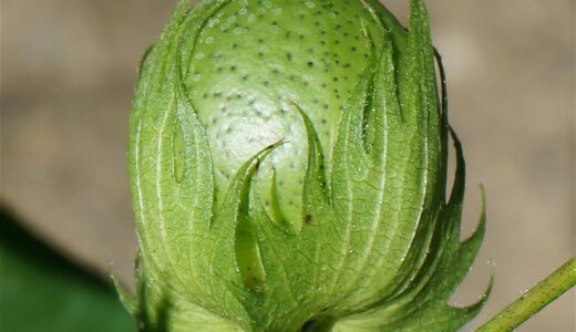 ripening cotton boll, cotton boll, cotton, seed, plant, green, nature, organic, cotton boll, cotton boll, cotton boll, cotton boll, cotton boll, cotton, cotton, cotton, cotton
