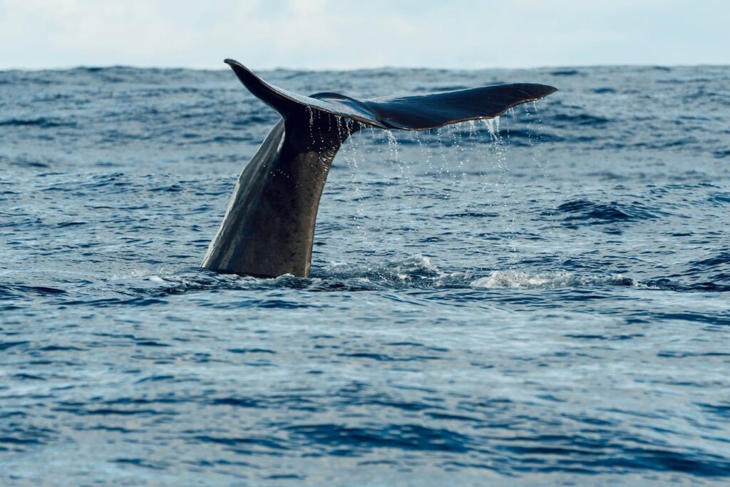whale, sea, ocean, fin, tail, blue, nature, wildlife, mammal, marine life, sperm whale, whale tail, water, beautiful, calm, prey, splash, dive, vacation, observation