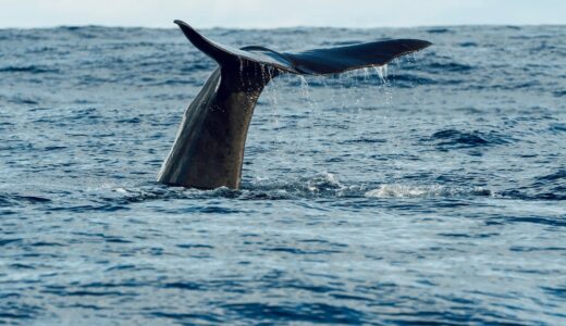 whale, sea, ocean, fin, tail, blue, nature, wildlife, mammal, marine life, sperm whale, whale tail, water, beautiful, calm, prey, splash, dive, vacation, observation