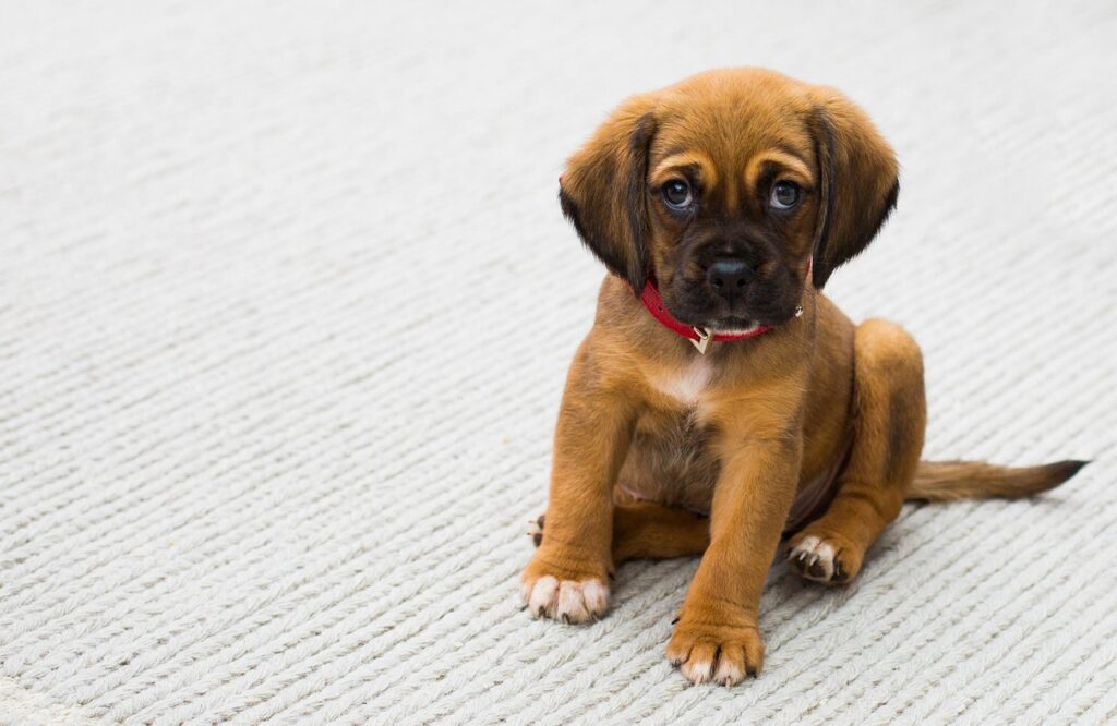 pet, nature, dog, puppy, sad eyes, animal, young animal, puppy eyes, brown puppy, brown dog, domestic, domestic dog, portrait, dog portrait