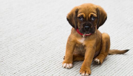 pet, nature, dog, puppy, sad eyes, animal, young animal, puppy eyes, brown puppy, brown dog, domestic, domestic dog, portrait, dog portrait