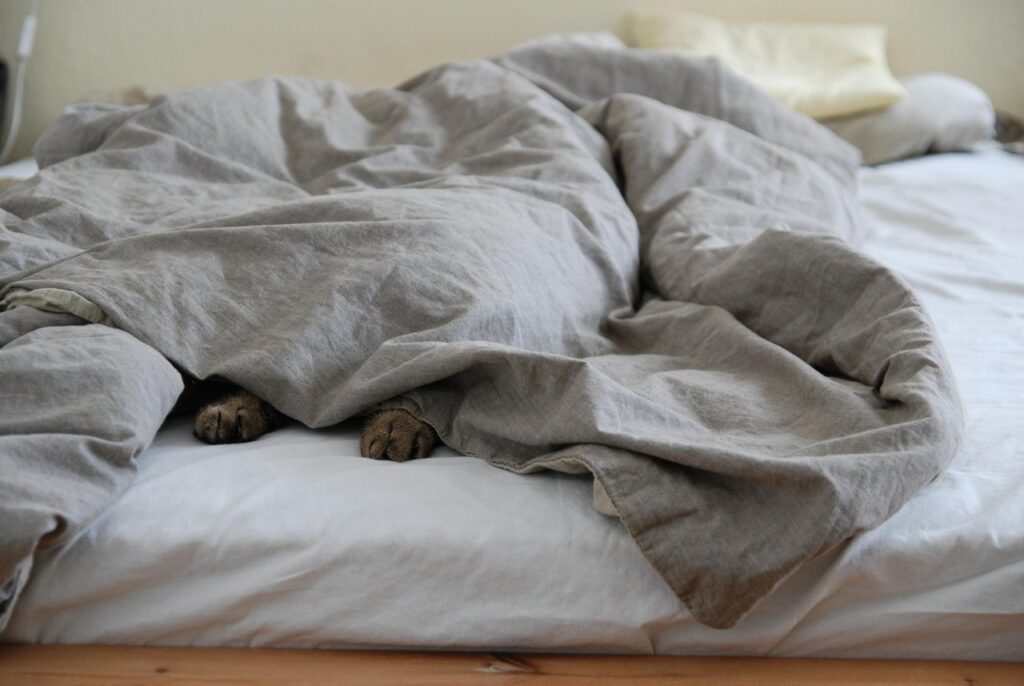 bed, comforter, cat's paw, cat, duvet, hiding, comfortable, pet, animal, relaxed, sleep, nature, lazing around, lazy