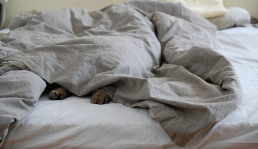 bed, comforter, cat's paw, cat, duvet, hiding, comfortable, pet, animal, relaxed, sleep, nature, lazing around, lazy