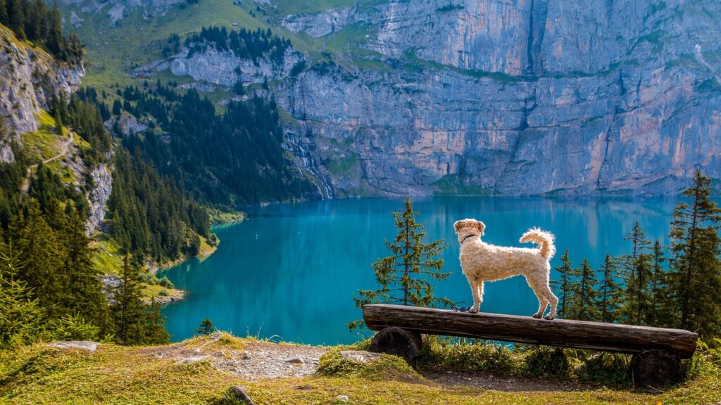 outlook, mountain lake, pet, bank, dog, irish soft coated wheaten terrier, mountains, oeschinen lake, hike, seascape, switzerland, kandersteg, walkie, lake, mountain, animal, nature, forest, rock