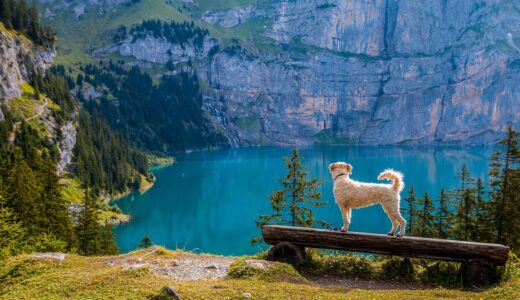 outlook, mountain lake, pet, bank, dog, irish soft coated wheaten terrier, mountains, oeschinen lake, hike, seascape, switzerland, kandersteg, walkie, lake, mountain, animal, nature, forest, rock