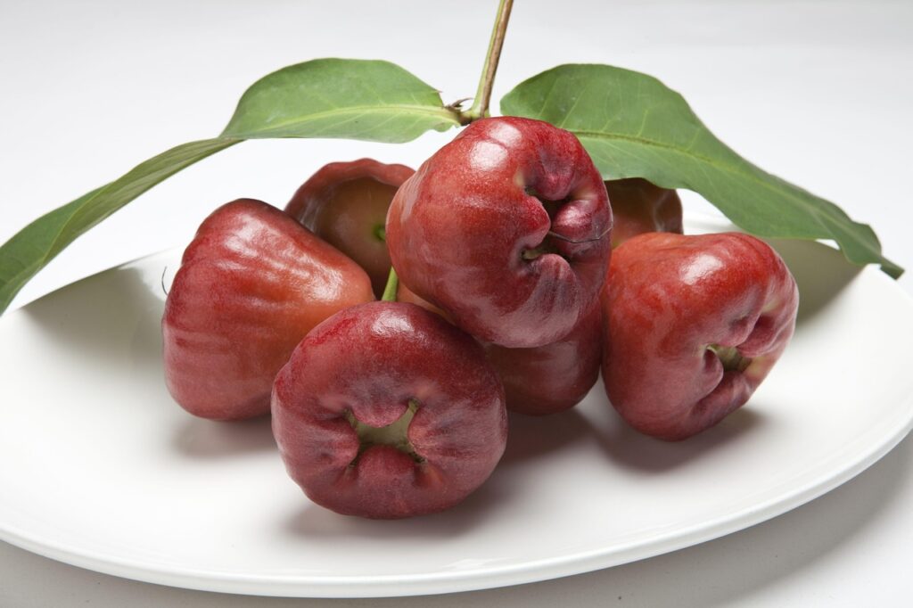 wax apple, water generalife, day peach, surin fog lian fog, java pu peach, 洋蒲桃, purple pu peach, water pu peach, water pomegranate, surin fog, lian fog, myrtaceae, wax apple, wax apple, wax apple, wax apple, wax apple