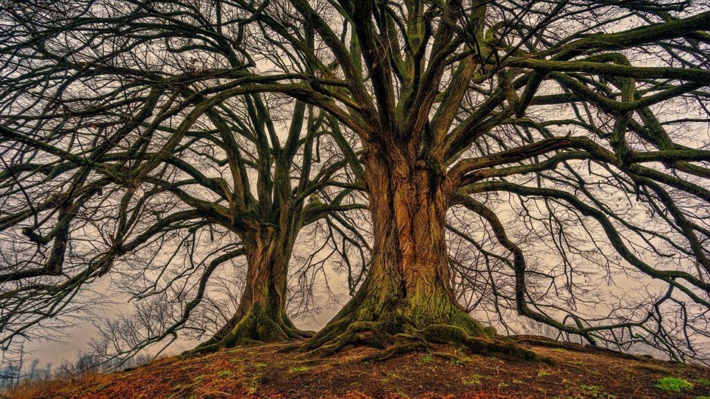 tree, nature, wood, nature wallpaper, bare tree, tribe, aesthetic, spring, deciduous tree, double, moss, structure, hd wallpaper, lavizzara, old, linden tree, sunlight, sunrays, nature background, beautiful nature, 4k wallpaper, zoom background