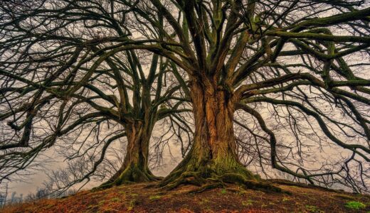 tree, nature, wood, nature wallpaper, bare tree, tribe, aesthetic, spring, deciduous tree, double, moss, structure, hd wallpaper, lavizzara, old, linden tree, sunlight, sunrays, nature background, beautiful nature, 4k wallpaper, zoom background