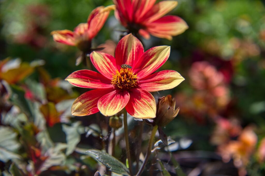dahlia, flower background, flower wallpaper, beautiful flowers, blossom, bloom, flower, two-tone, red, yellow, bi-color, nikon, d750, aperture 5, nature, iso 400, 95mm, 1600th of a second