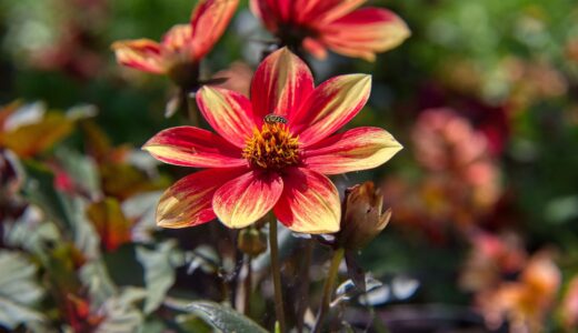 dahlia, flower background, flower wallpaper, beautiful flowers, blossom, bloom, flower, two-tone, red, yellow, bi-color, nikon, d750, aperture 5, nature, iso 400, 95mm, 1600th of a second