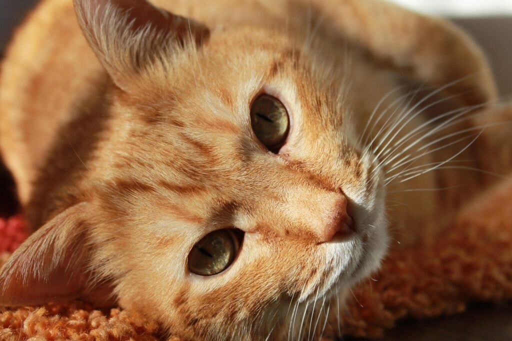 cat, face, head, nature, cat's eyes, whiskers, tabby, orange tabby, tabby cat, feline, pet, animal, portrait, cat portrait