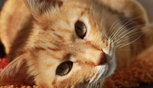 cat, face, head, nature, cat's eyes, whiskers, tabby, orange tabby, tabby cat, feline, pet, animal, portrait, cat portrait