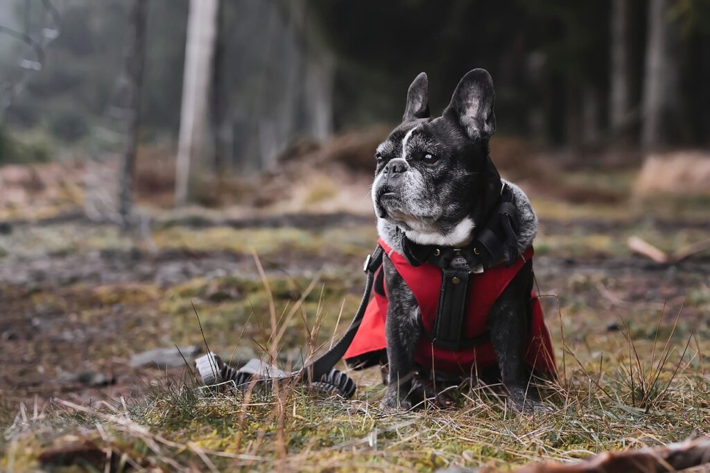 french bulldog, nature, pet, autumn, canine, animal, outdoors, landscape