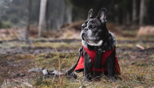 french bulldog, nature, pet, autumn, canine, animal, outdoors, landscape