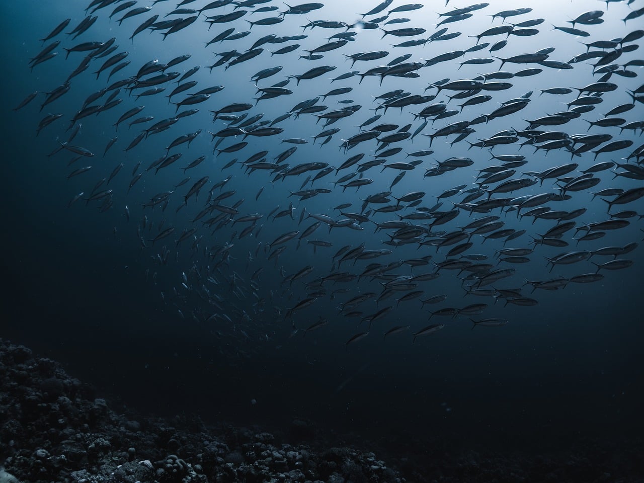 sea, ocean, fish, diving, coral reef, underwater, blue, nature, marine life, school of fish, biology, abstract, photography, animals, shadow, day, habitat, sea realm, darkness, pattern