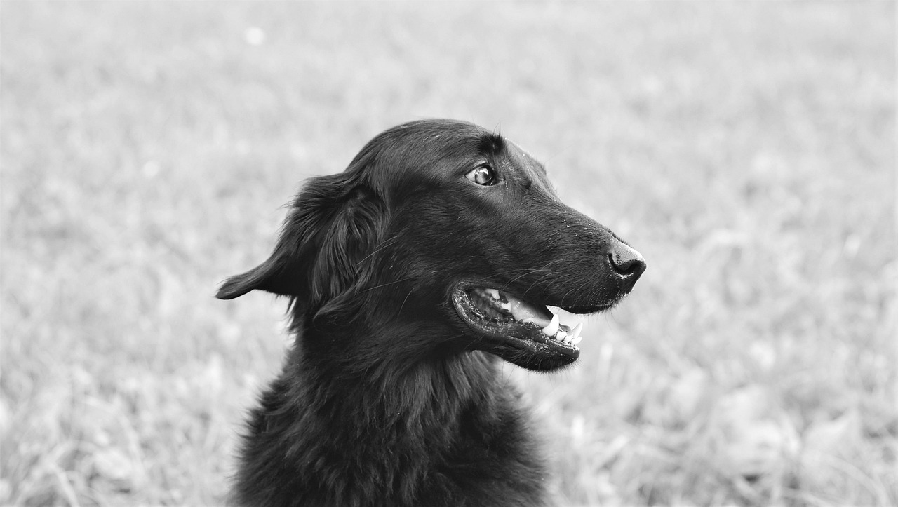 dog, mammal, breed, animal, canine, pet, nature, monochrome, flat-coated retriever