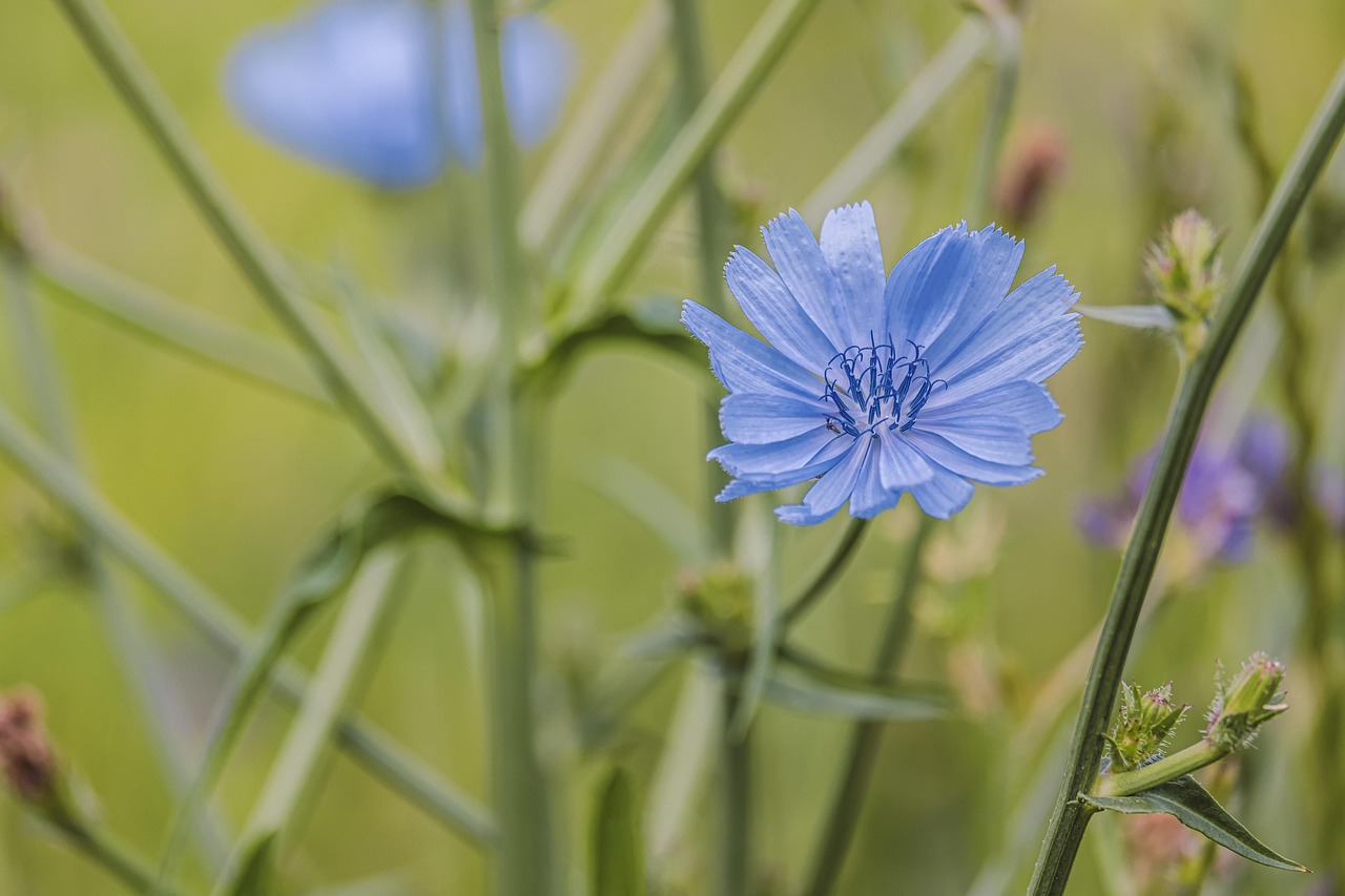 wait away, chicory, blossom, bloom, light blue, composites, pistils, petals, flora, plant, asteraceae, plant species, medicinal herb, wildflower, wayside, pointed flower, mean wegwarte, summer, nature, chicory, chicory, chicory, chicory, chicory