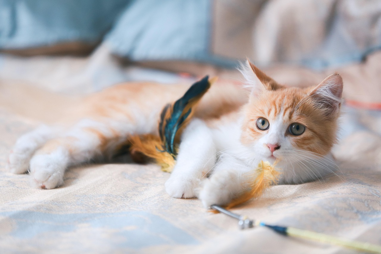 cat, kitten, orange cat, portrait, cat portrait, tabby, orange tabby, tabby cat, feline, animal, pet, mammal, amimal