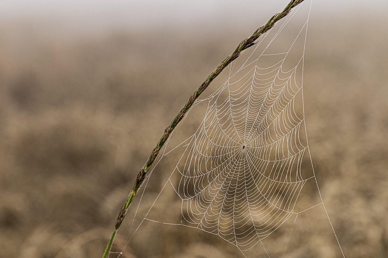 spiderweb, cobweb, macro, spider, nature, spiderweb, spider, spider, spider, spider, spider