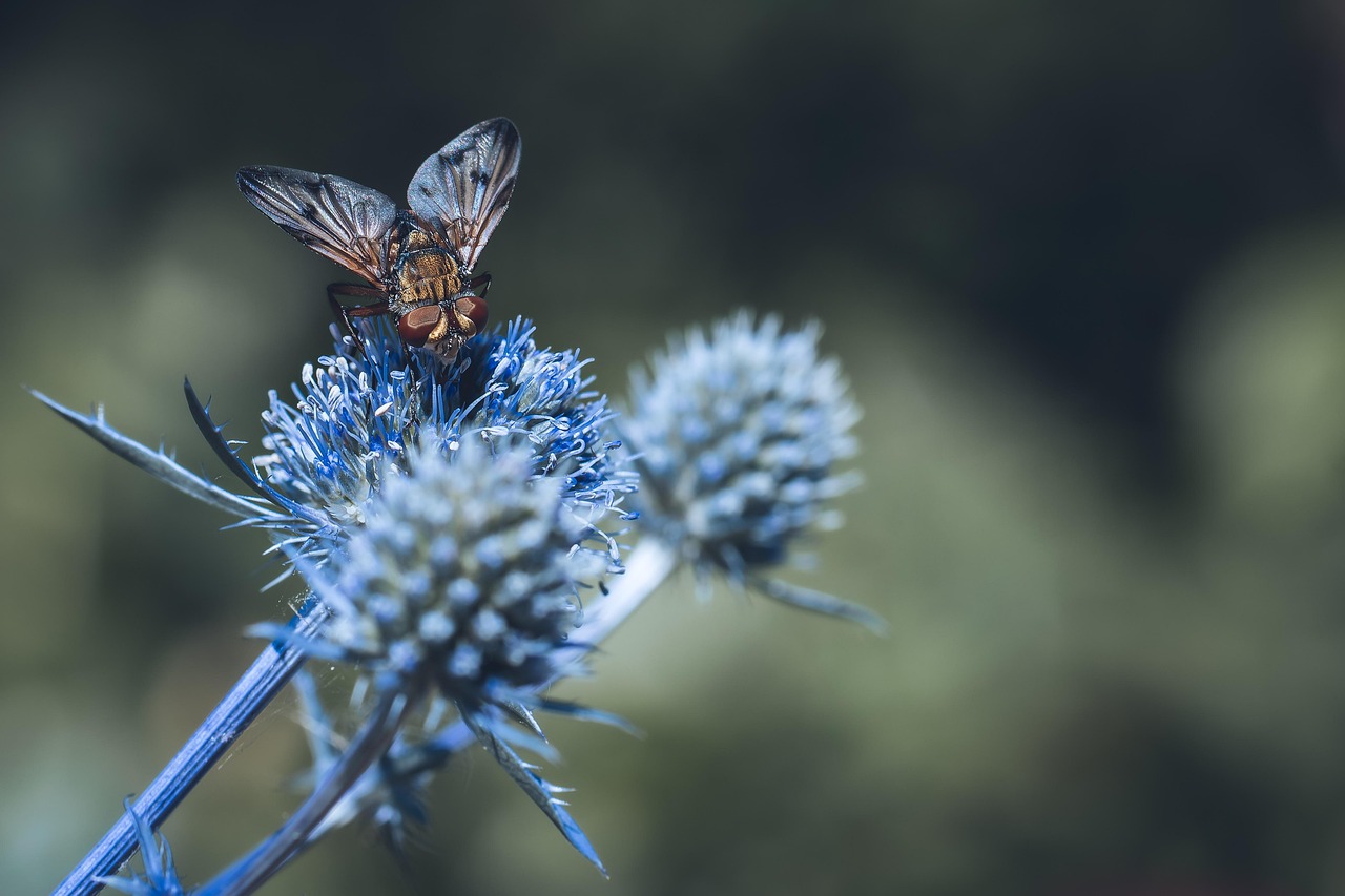 hedgehog fly, insects, nature, animals, macro, close up, flower wallpaper, double-leaf, flower, flower background, beautiful flowers, blue