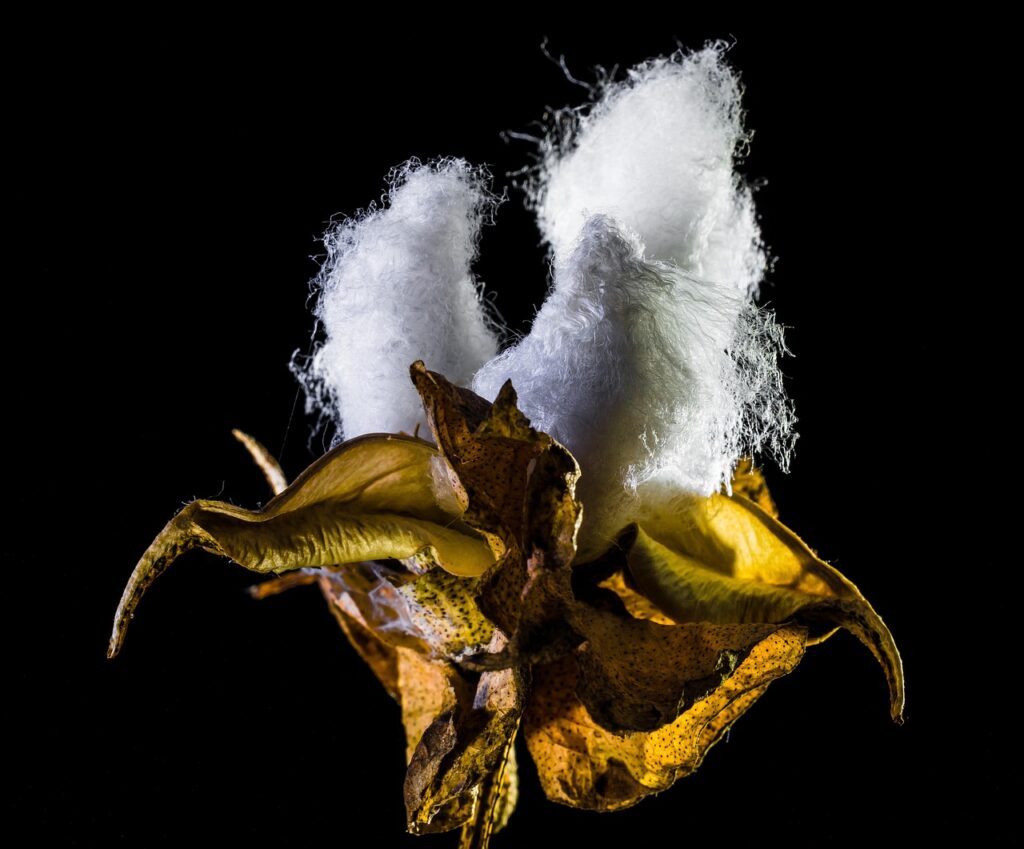 cotton capsule, nature, cotton, shrub cotton, plant