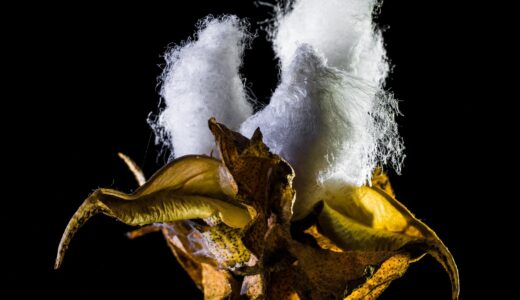 cotton capsule, nature, cotton, shrub cotton, plant
