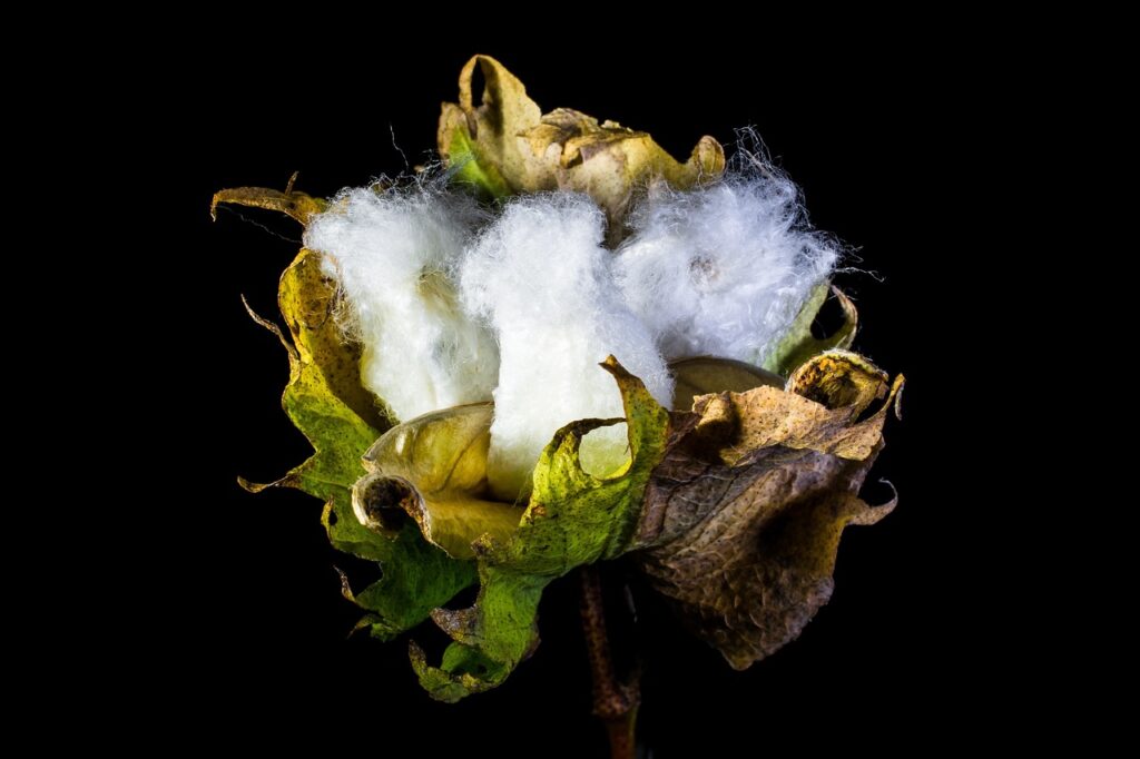 cotton capsule, nature, cotton, shrub cotton, plant