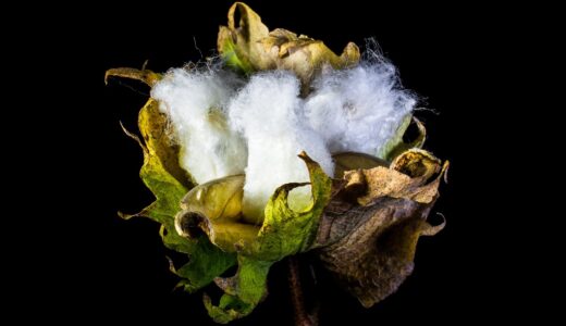 cotton capsule, nature, cotton, shrub cotton, plant
