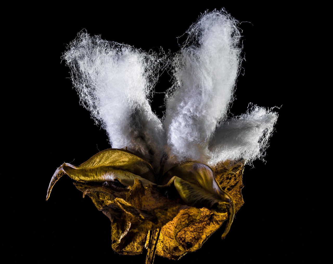 cotton capsule, cotton, nature, shrub cotton, plant