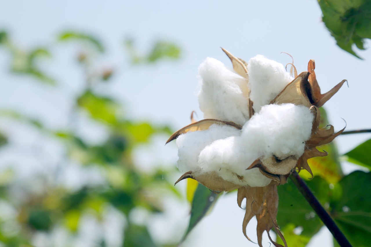 cotton, planting, farming, cultivation, harvest, cotton, cotton, cotton, cotton, cotton