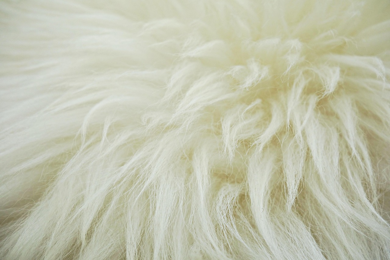 fleece, hide, wool, sheep, fluffy, animal hide, sheep wool, fleece, fleece, fleece, wool, wool, wool, wool, wool, sheep wool