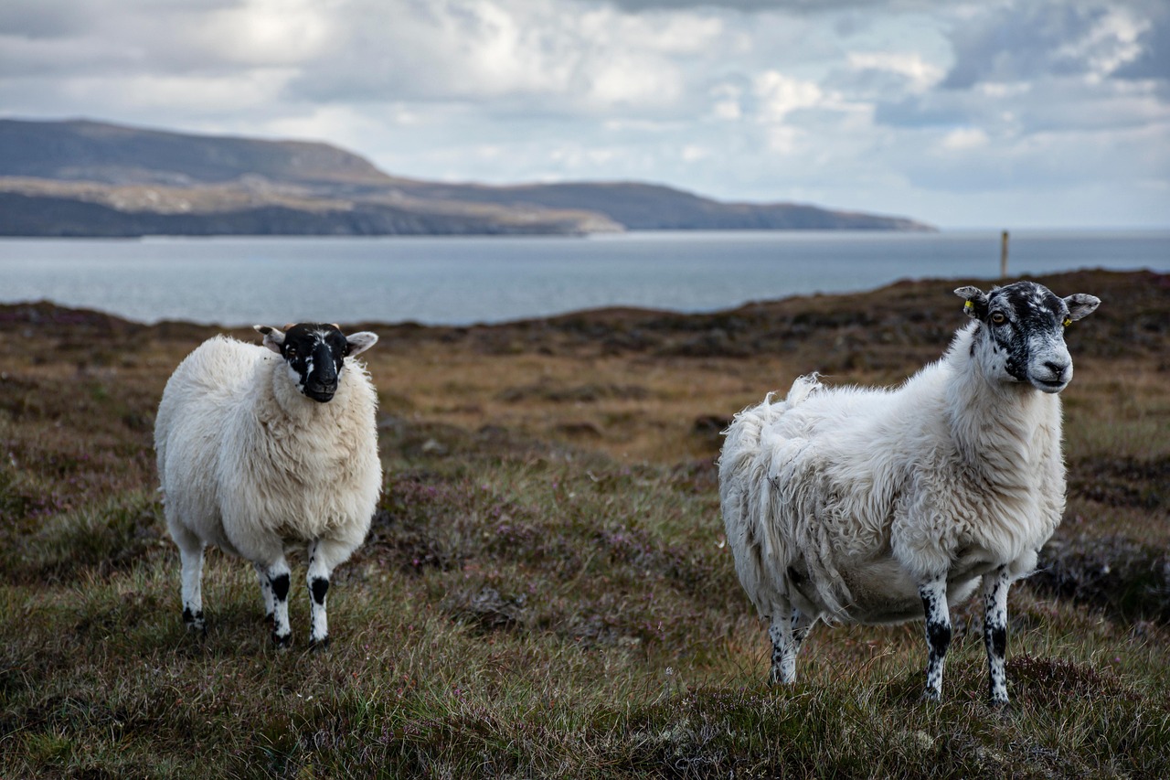 sheep, cattle, nature, wool, couple, animal, staring, hill, sheep, sheep, sheep, sheep, sheep