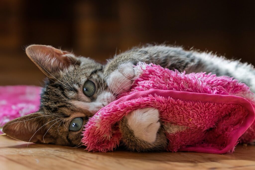 european shorthair, cat, kitten, pet, young cat, animal, domestic cat, feline, domestic animal, mammal, fur, closeup, portrait, pink, nature, cute