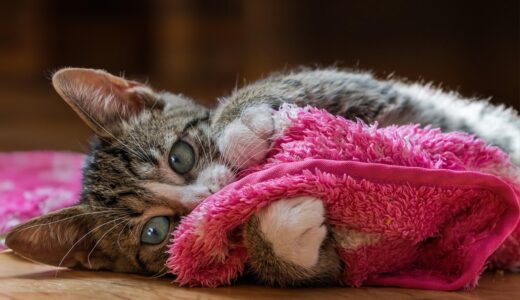 european shorthair, cat, kitten, pet, young cat, animal, domestic cat, feline, domestic animal, mammal, fur, closeup, portrait, pink, nature, cute