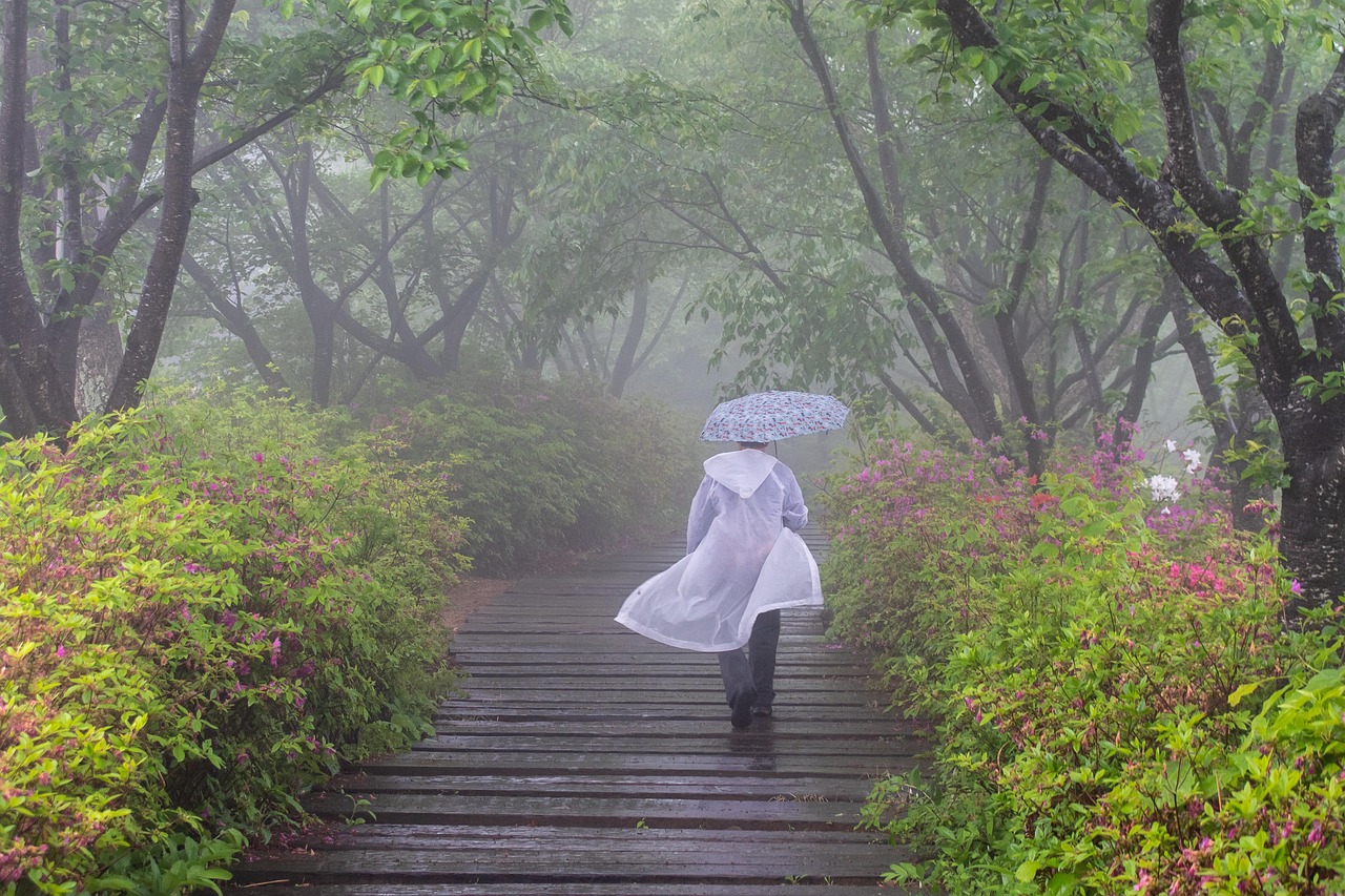 rain, path, nature, person, umbrella, stairs, raincoat